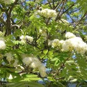 SORBUS aucuparia