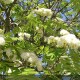 SORBUS aucuparia