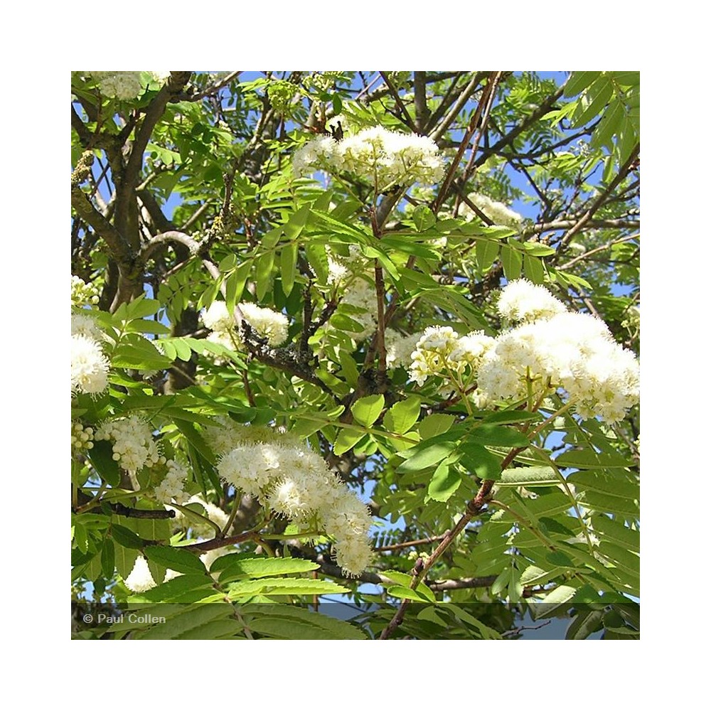 SORBUS aucuparia