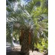 BUTIA capitata