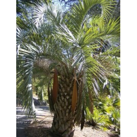 BUTIA capitata