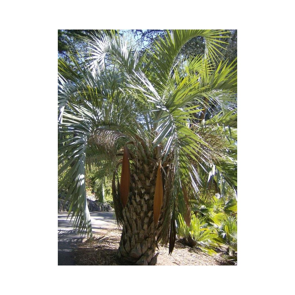 BUTIA capitata