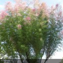 TAMARIX ramosissima