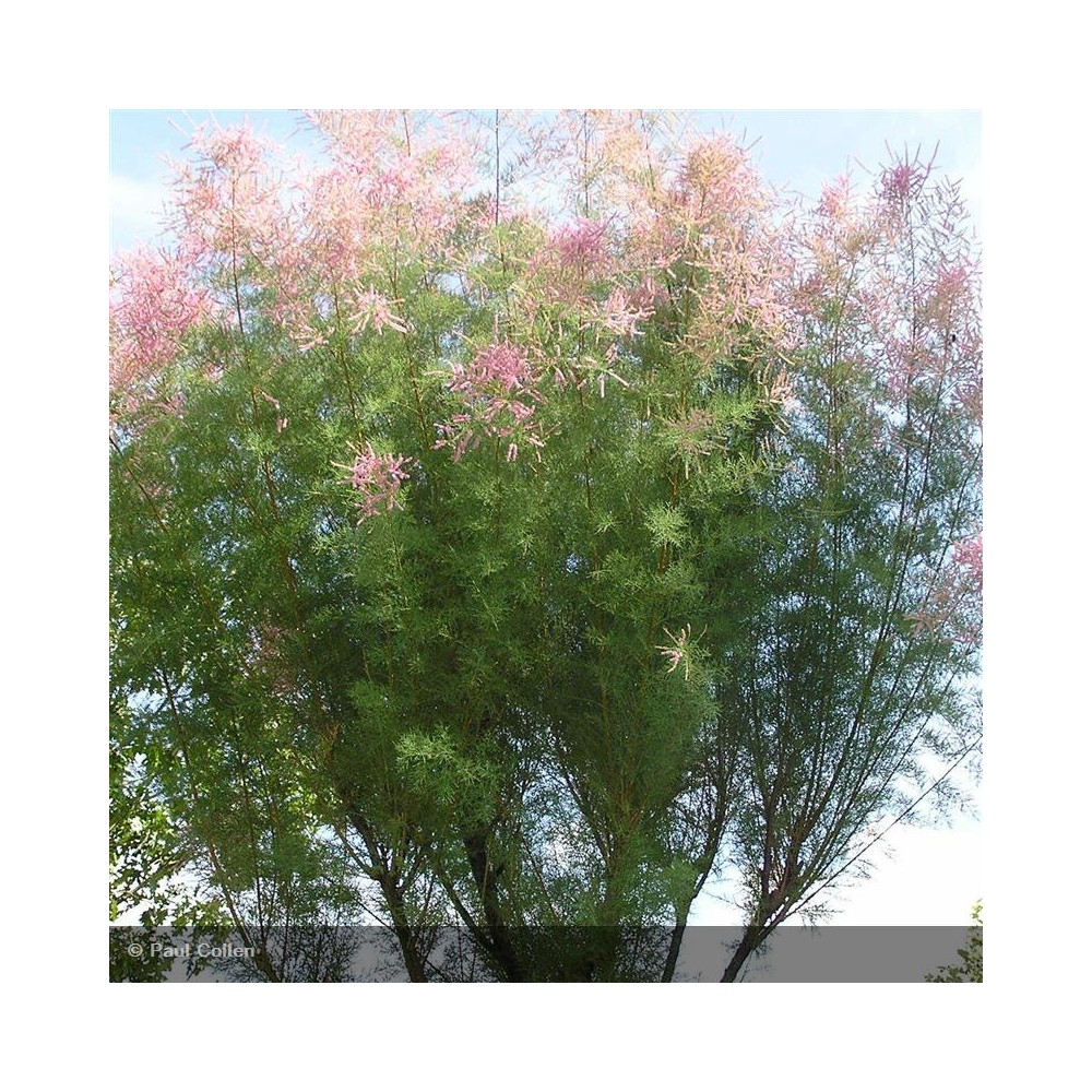 TAMARIX ramosissima