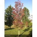 PYRUS calleryana Chanticleer