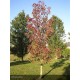 PYRUS calleryana Chanticleer
