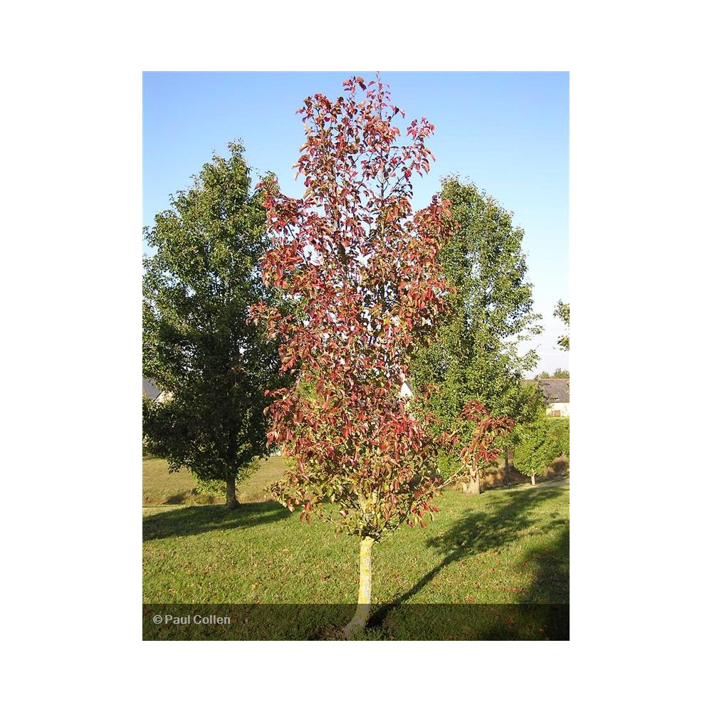 PYRUS calleryana Chanticleer