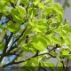 PYRUS calleryana Chanticleer