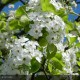 PYRUS calleryana Chanticleer
