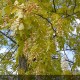 ROBINIA pseudoacacia Frisia