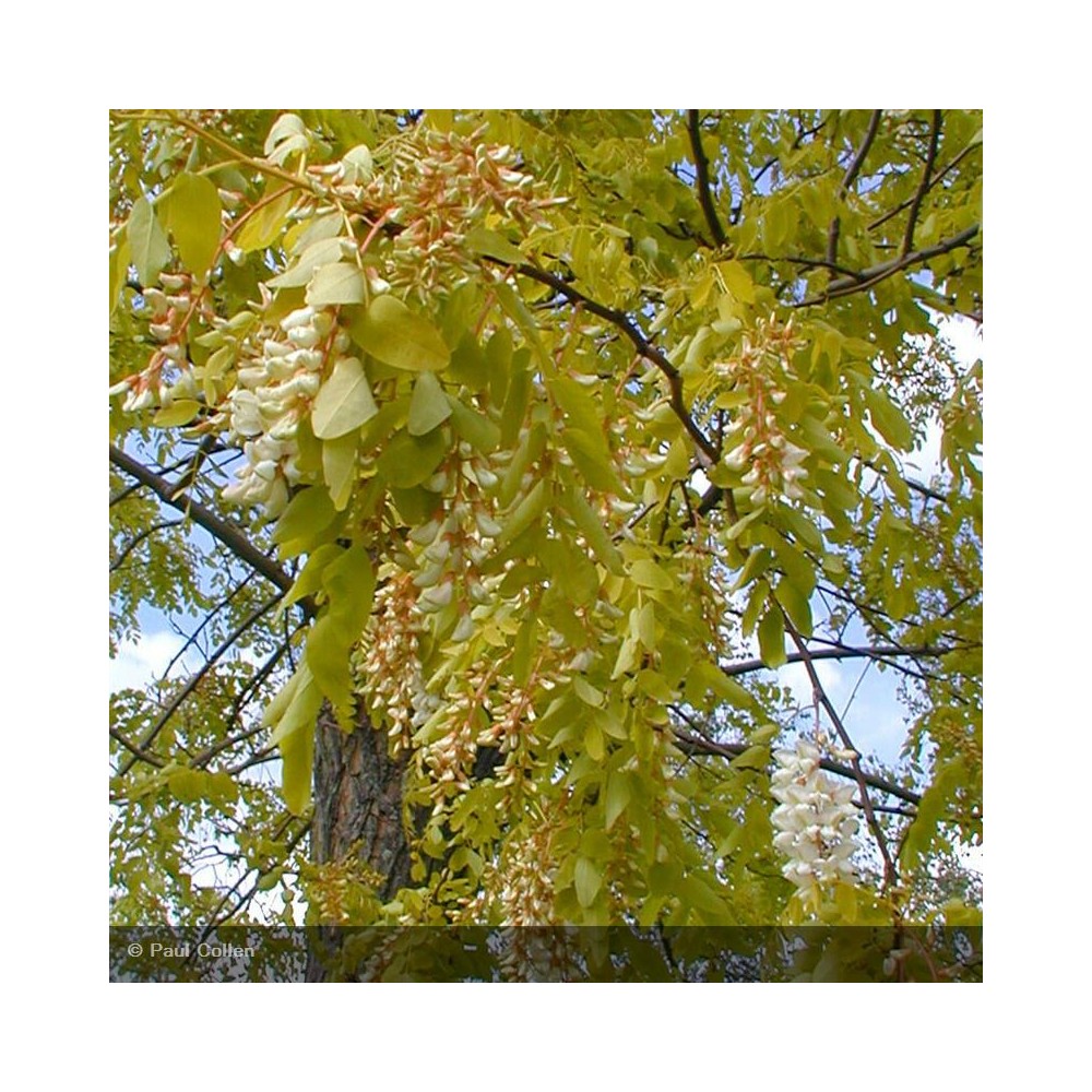 ROBINIA pseudoacacia Frisia