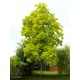 ROBINIA pseudoacacia Frisia