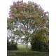 ROBINIA pseudoacacia Casque Rouge