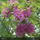 ROBINIA pseudoacacia Casque Rouge