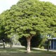 ROBINIA pseudoacacia Umbraculifera