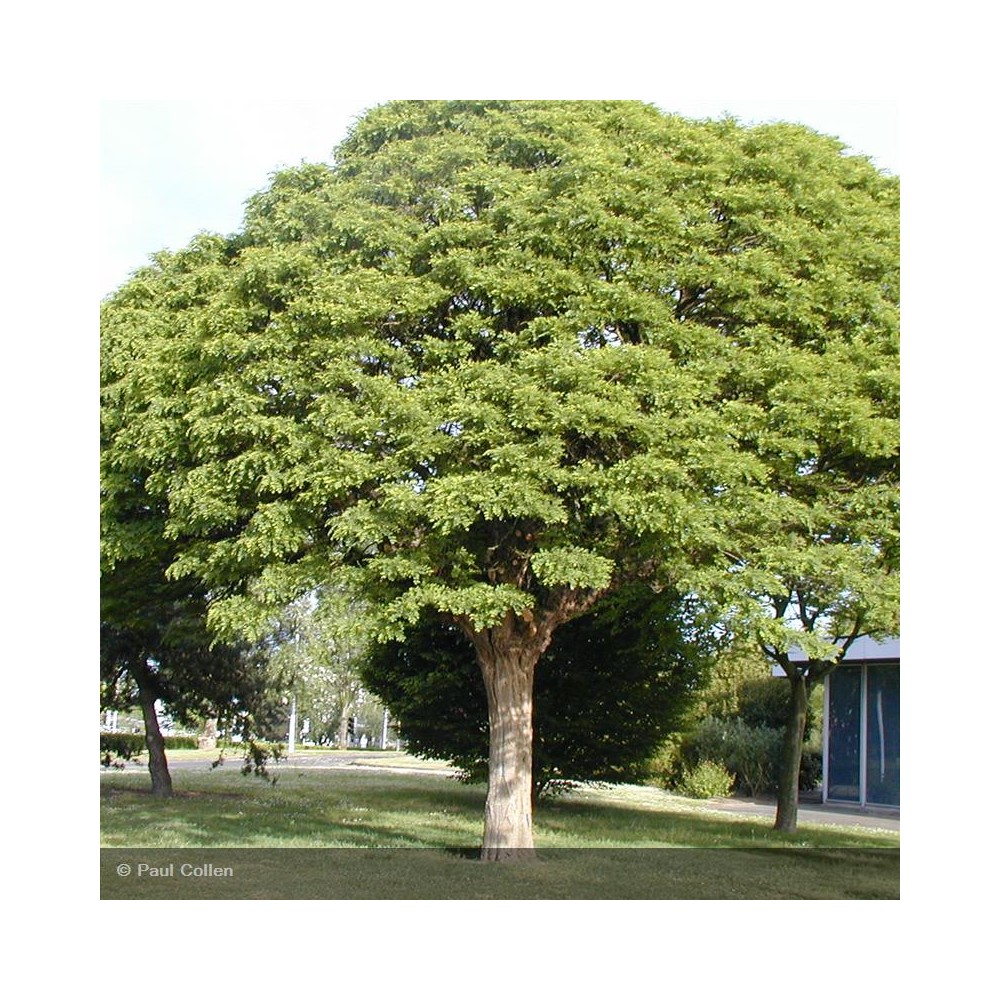 ROBINIA pseudoacacia Umbraculifera