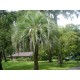 BUTIA capitata