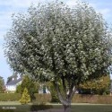 POPULUS alba Nivea
