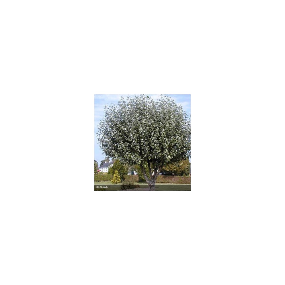 POPULUS alba Nivea