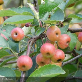 MALUS perpetu® Evereste