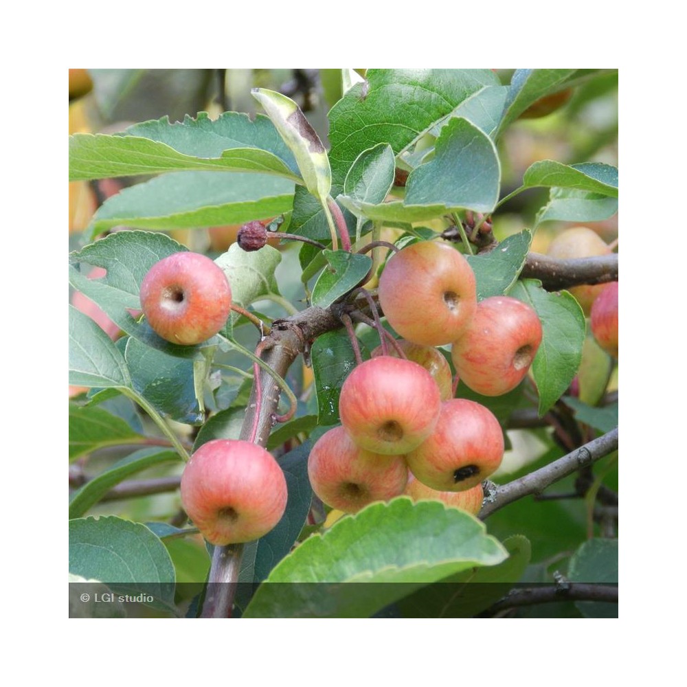 MALUS perpetu® Evereste