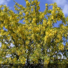 LABURNUM anagyroides