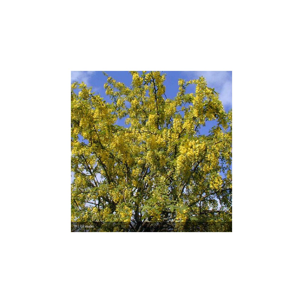 LABURNUM anagyroides