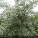 ELAEAGNUS angustifolia