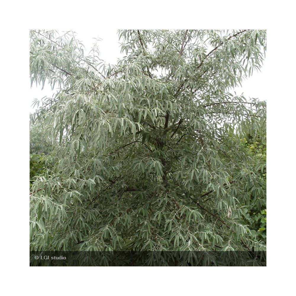ELAEAGNUS angustifolia