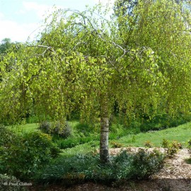 BETULA verrucosa Youngii