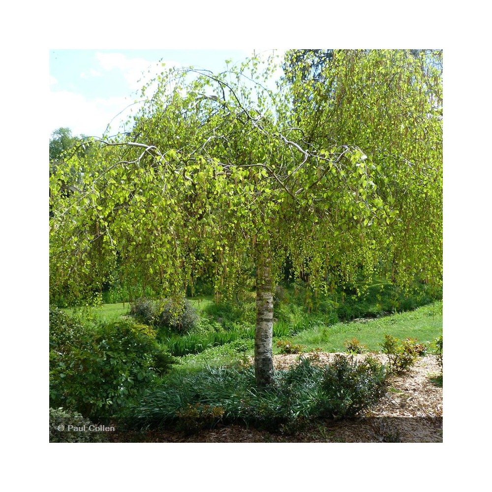 BETULA verrucosa Youngii