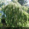 BETULA verrucosa
