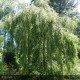 BETULA verrucosa
