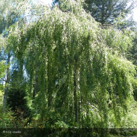 BETULA verrucosa