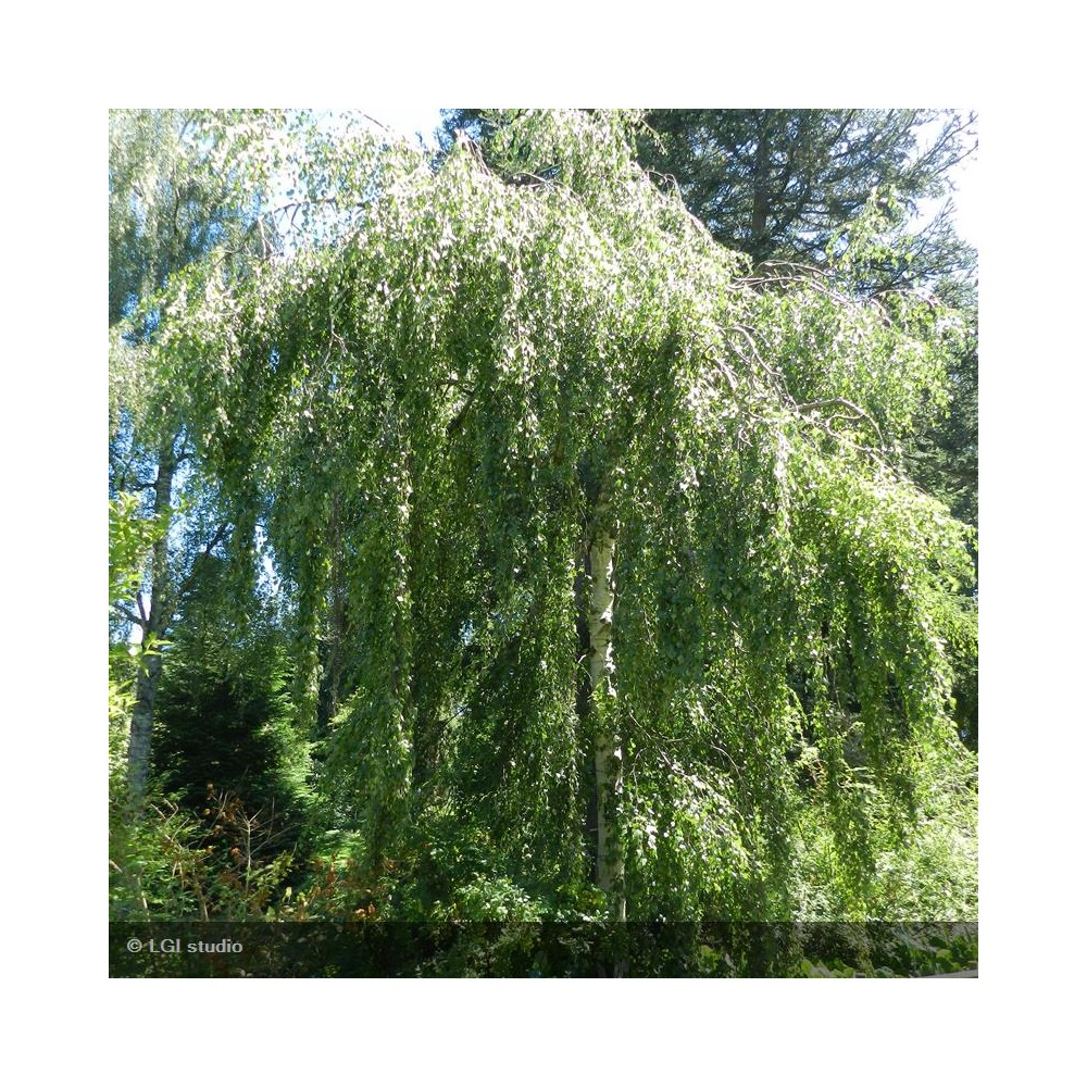 BETULA verrucosa