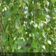 BETULA verrucosa