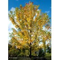 ACER x freemania Autumn Blaze®