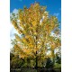 ACER x freemania Autumn Blaze®