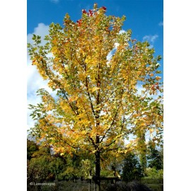 ACER x freemania Autumn Blaze®