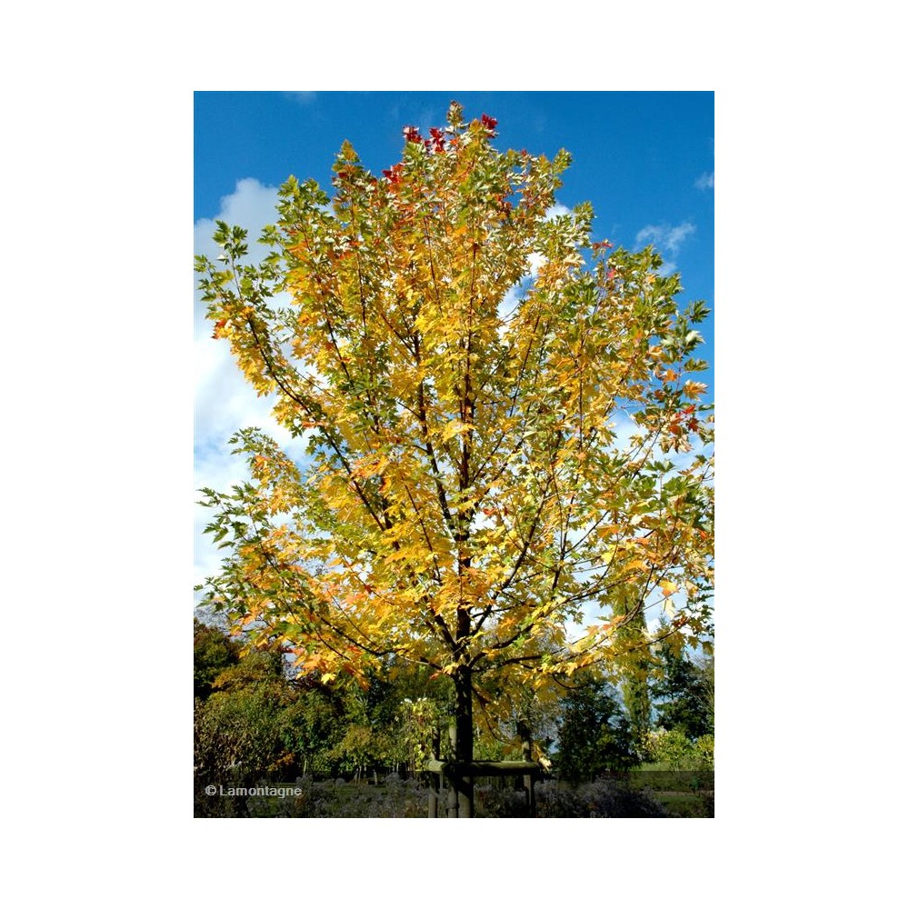ACER x freemania Autumn Blaze®