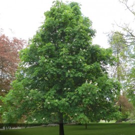 AESCULUS hippocastanum Baumannii