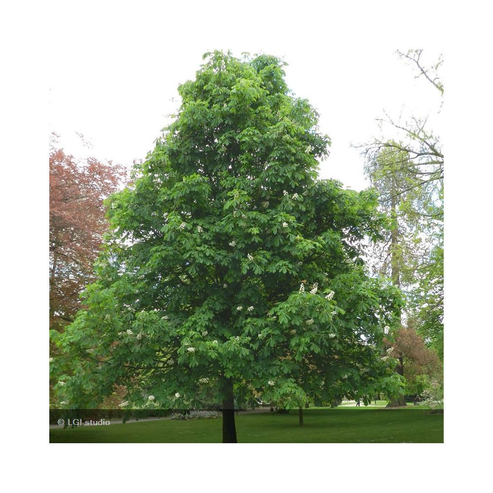 AESCULUS hippocastanum Baumannii