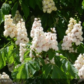 AESCULUS hippocastanum Baumannii