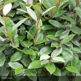 ELAEAGNUS x ebbingei Macrophylla