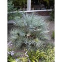 CHAMAEROPS humilis Cerifera