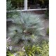 CHAMAEROPS humilis Cerifera