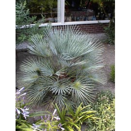 CHAMAEROPS humilis Cerifera