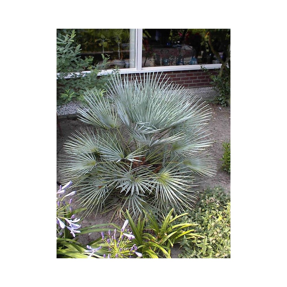 CHAMAEROPS humilis Cerifera