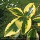 ELAEAGNUS x ebbingei Gilt Edge