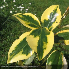 ELAEAGNUS x ebbingei Gilt Edge